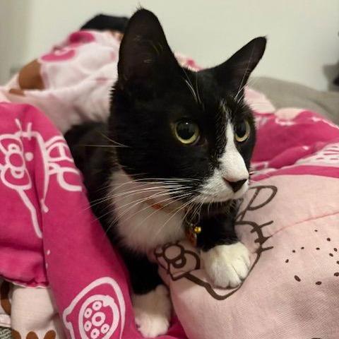 Enlarge Lancelot, a Adoptable Domestic Short Hair in Philadelphia, PA image 5/6