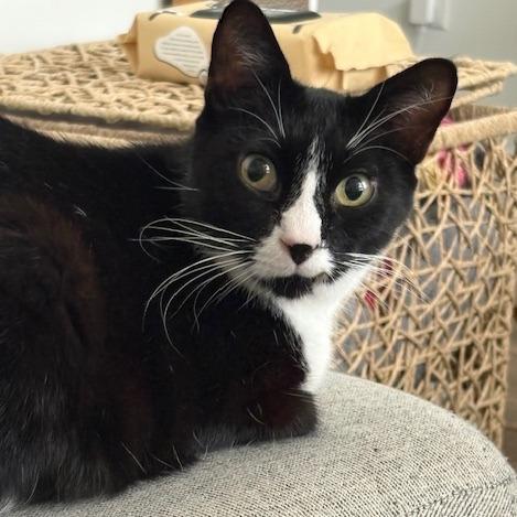 Enlarge Lancelot, a Adoptable Domestic Short Hair in Philadelphia, PA image 6/6