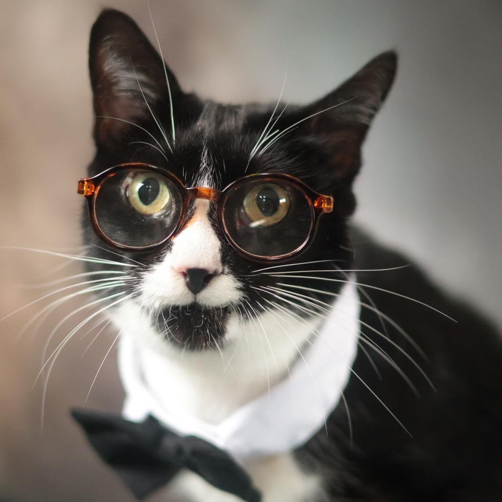 Lancelot, a Adoptable Domestic Short Hair in Philadelphia, PA image 4/6