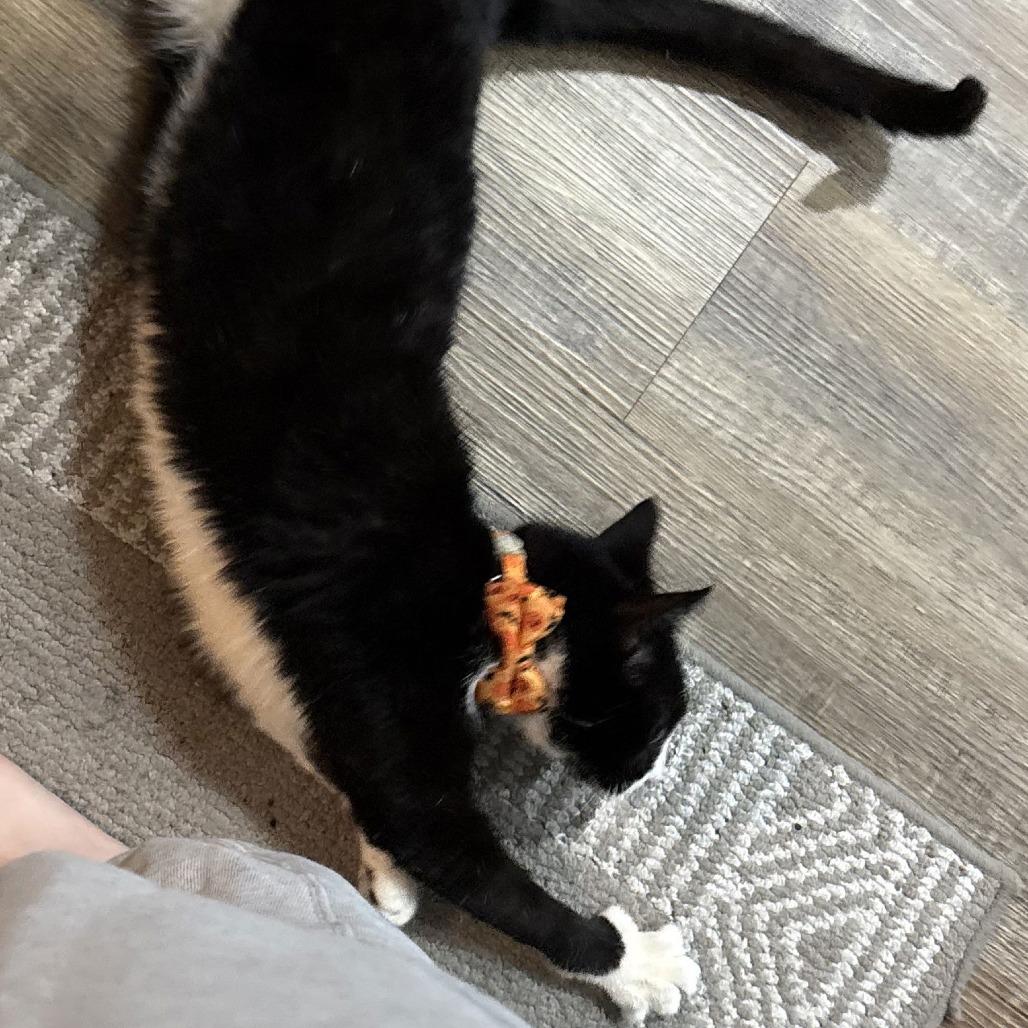 Enlarge Lancelot, a Adoptable Domestic Short Hair in Philadelphia, PA image 6/6