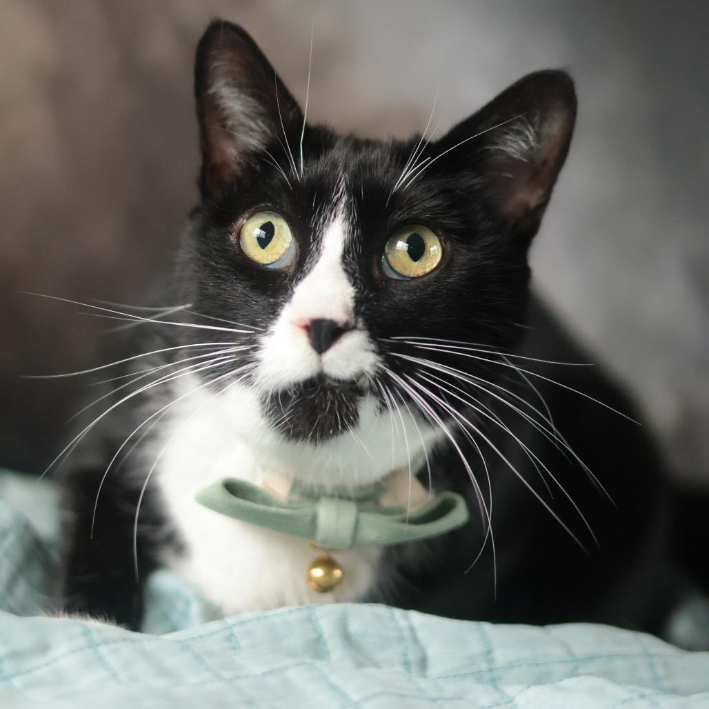 Lancelot, a Adoptable Domestic Short Hair in Philadelphia, PA image 6/6