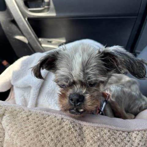 Enlarge Dumpling, an adopted mixed breed in Rancho Palos Verdes, CA image 2/5