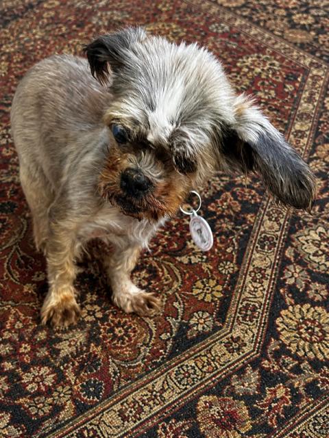 Enlarge Dumpling, an adopted mixed breed in Rancho Palos Verdes, CA image 4/5