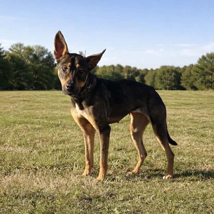 Cocoa D45797, Adoptable, Senior Female Shepherd & Mixed Breed.