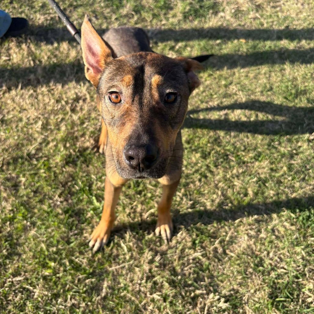 Enlarge Cocoa D45797, a Adoptable mixed breed in Corsicana, TX image 2/2