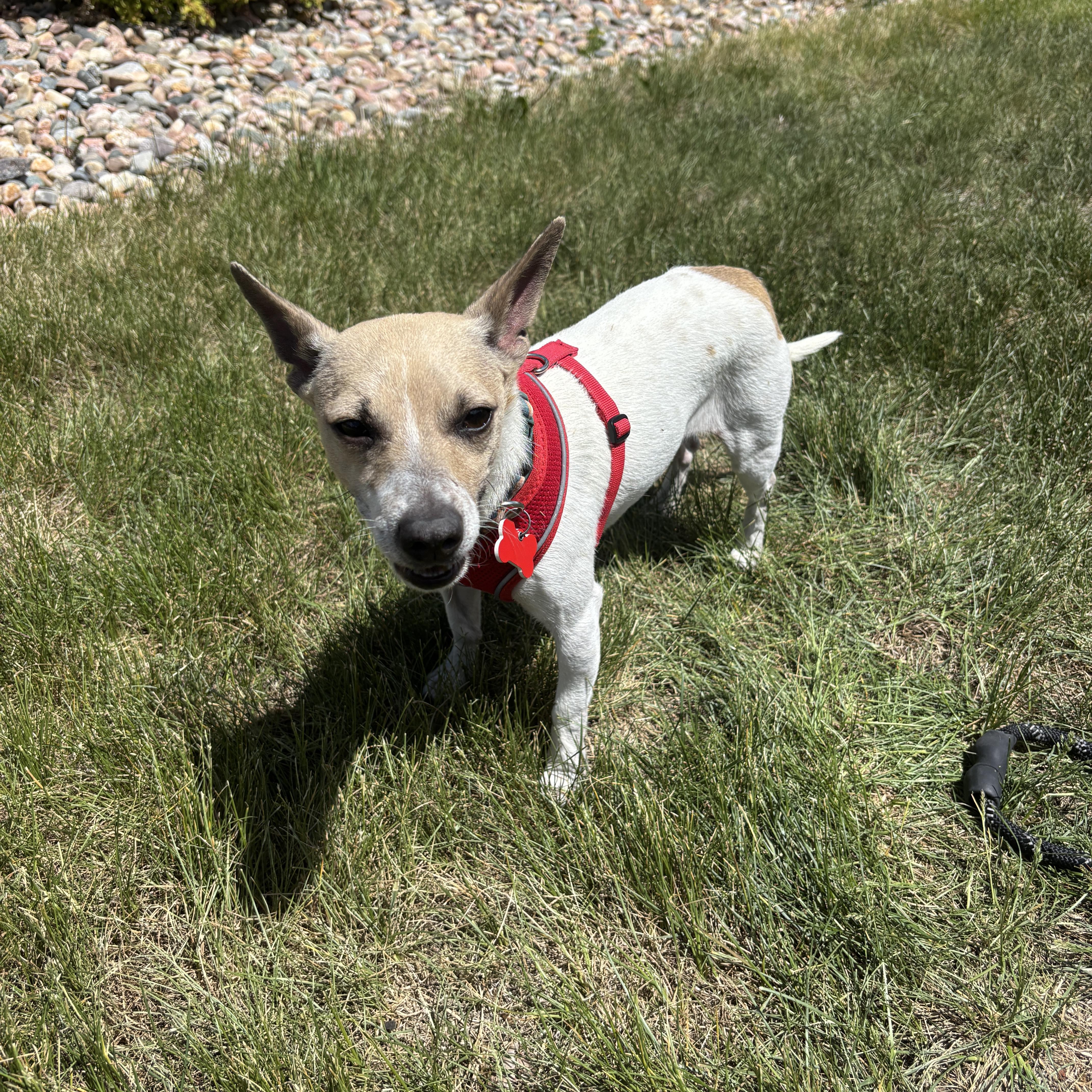 Benny, ADOPTABLE, Young Male Chihuahua & Jack Russell Terrier.