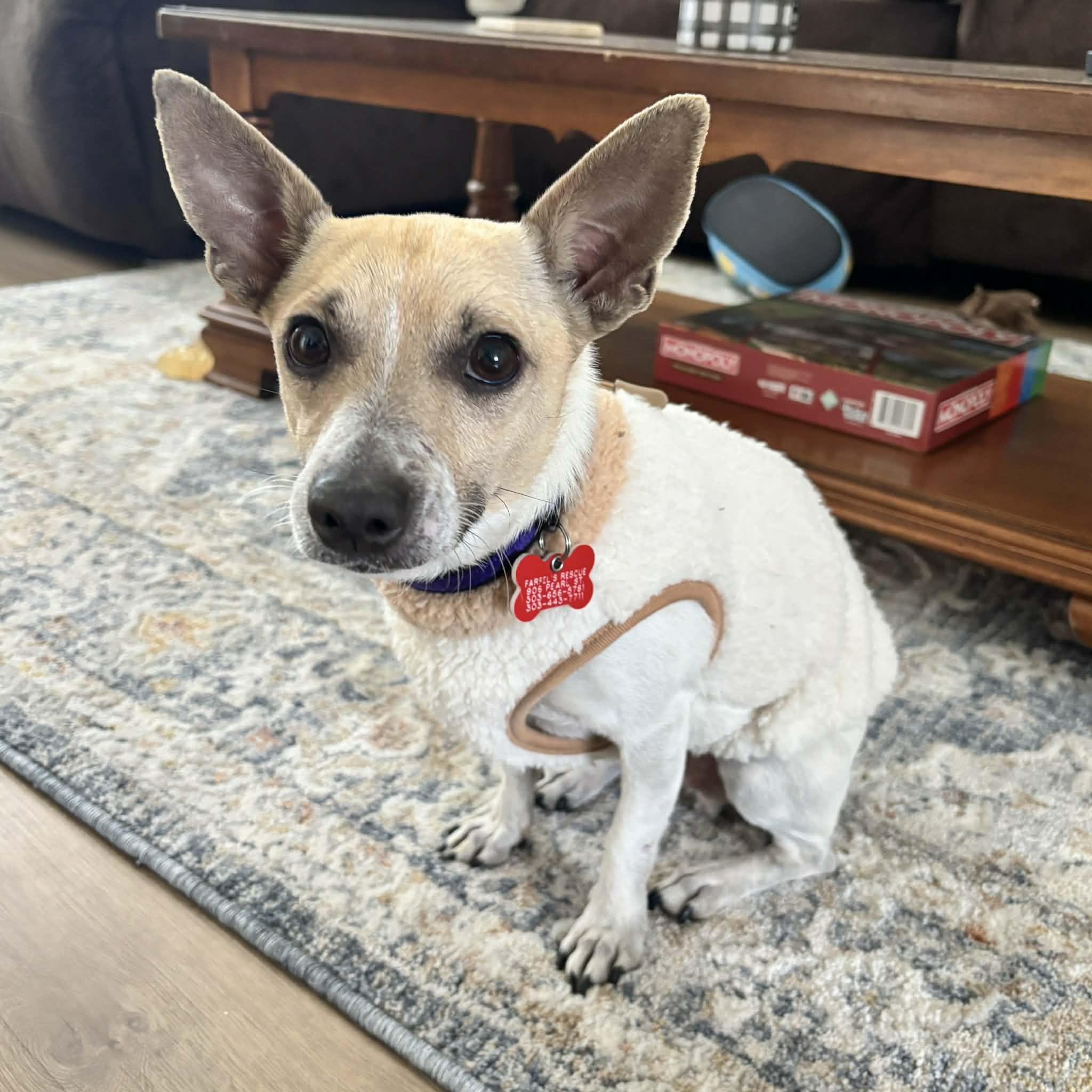 Enlarge Benny, a ADOPTABLE mixed breed in Boulder, CO image 1/6