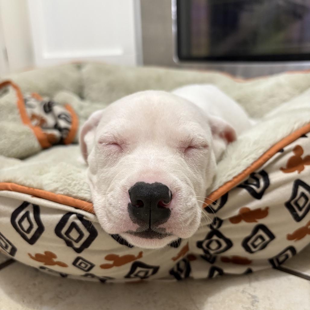 Glinda, Adoptable, Puppy Female Mixed Breed & Mixed Breed.