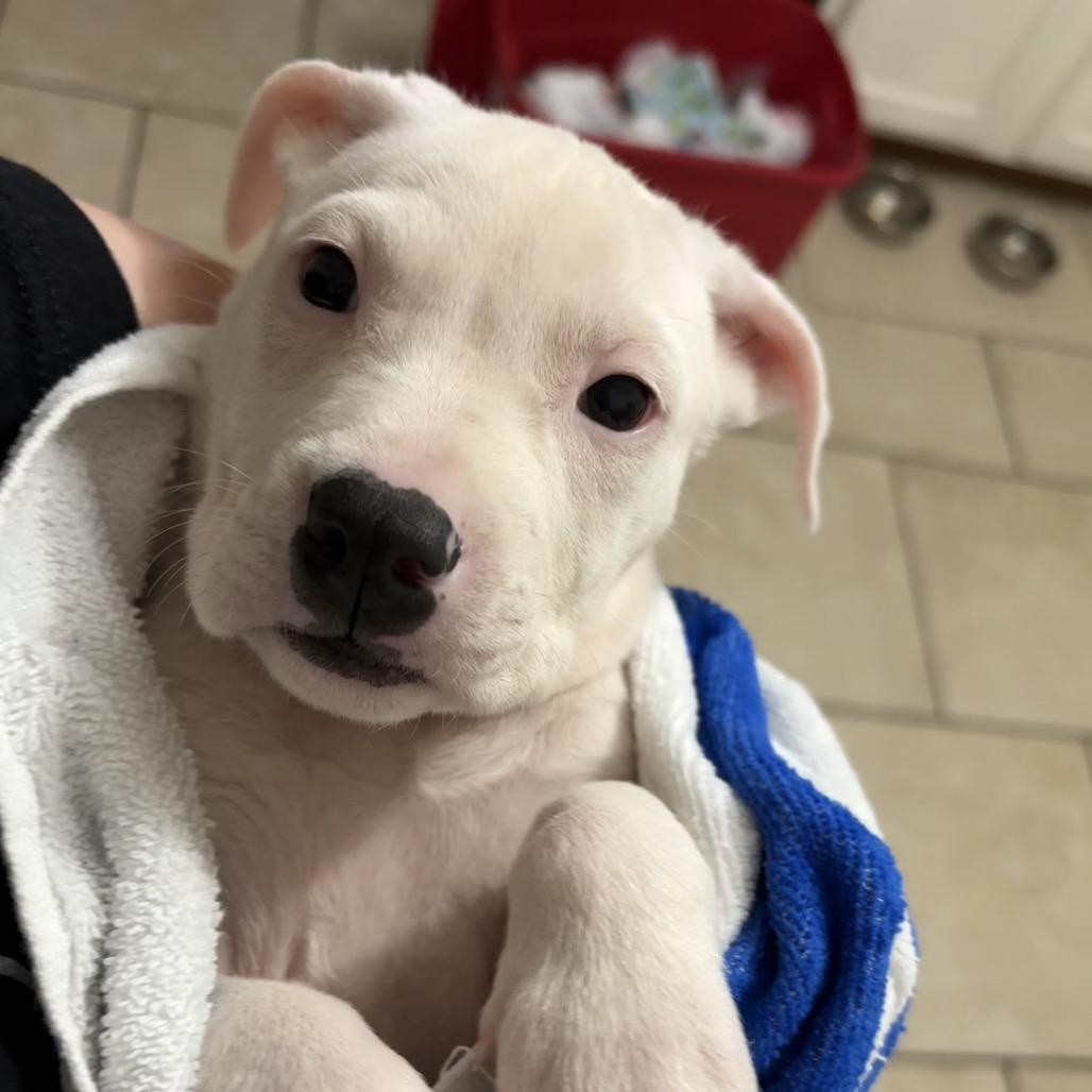 Enlarge Glinda, a Adoptable mixed breed in QUINCY, FL image 2/2