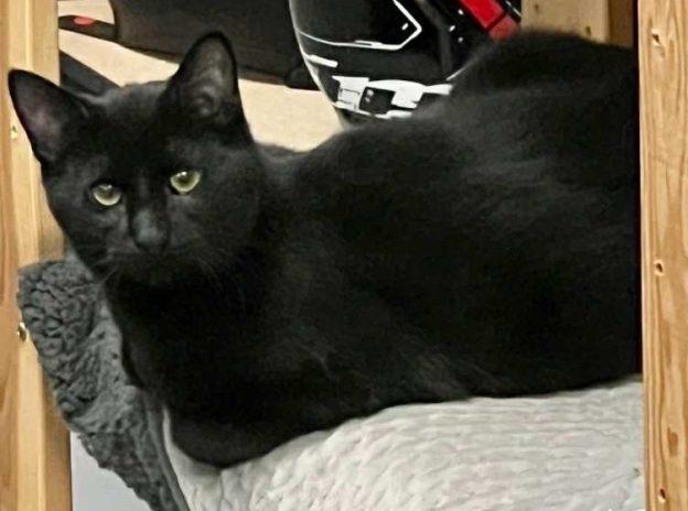 Enlarge Callie and Jasper, a ADOPTABLE Domestic Short Hair in Kenai, AK image 2/2