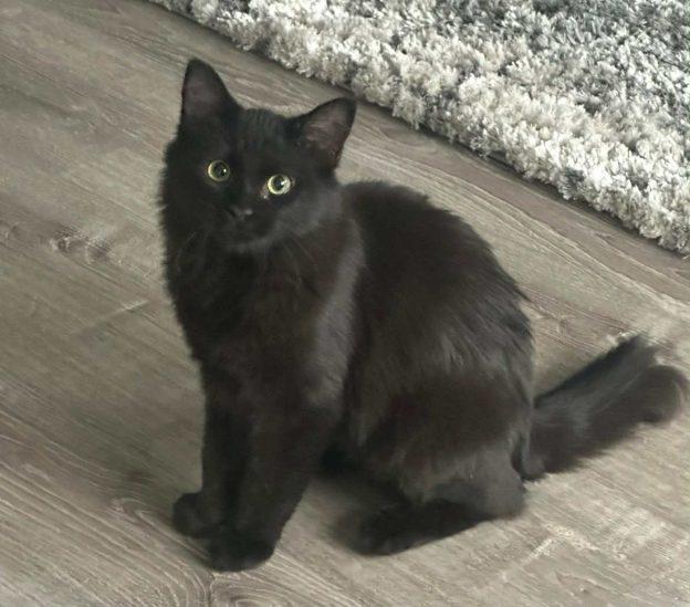 Enlarge Callie and Jasper, a ADOPTABLE Domestic Short Hair in Kenai, AK image 1/2