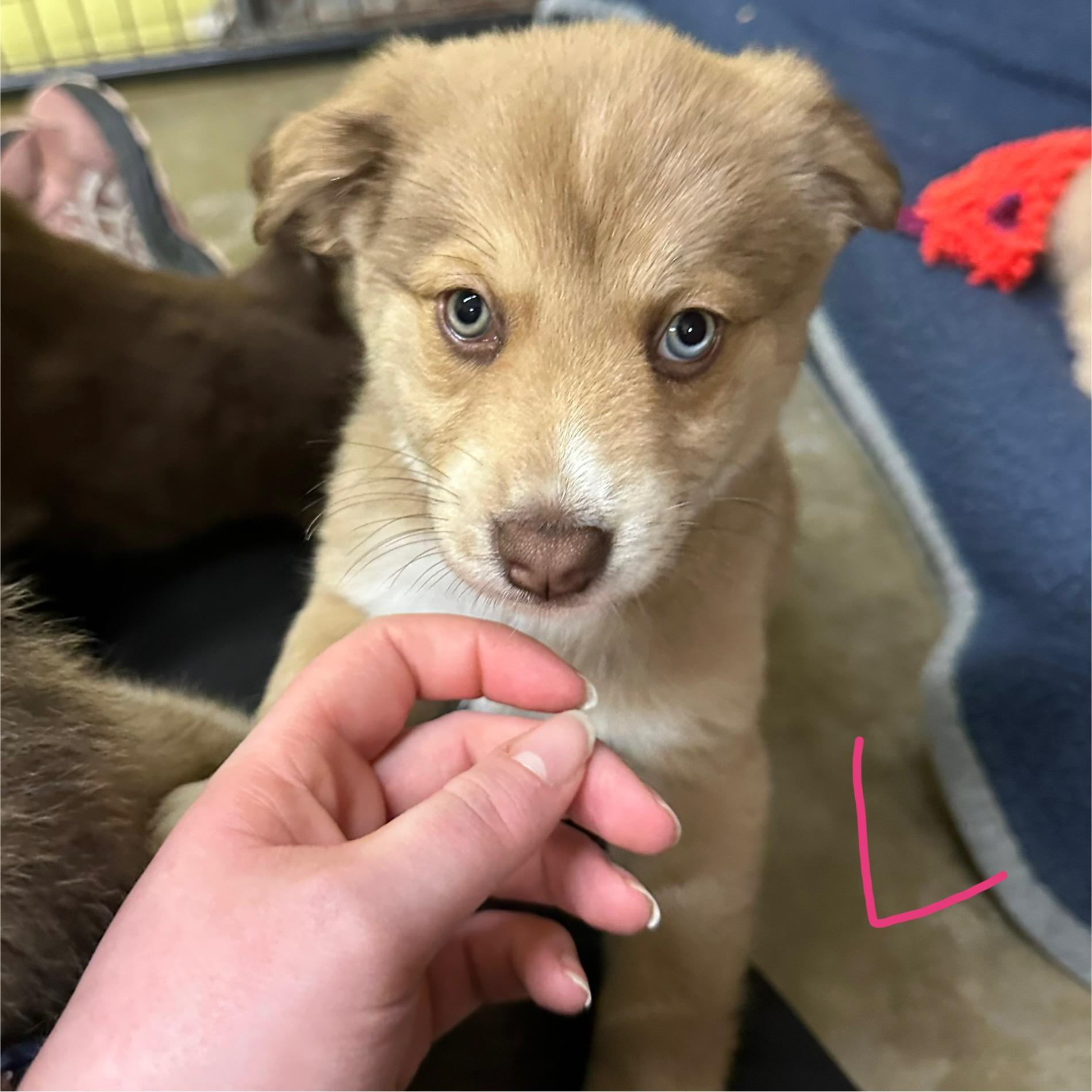 Leah, adopted, Puppy Female Australian Shepherd.