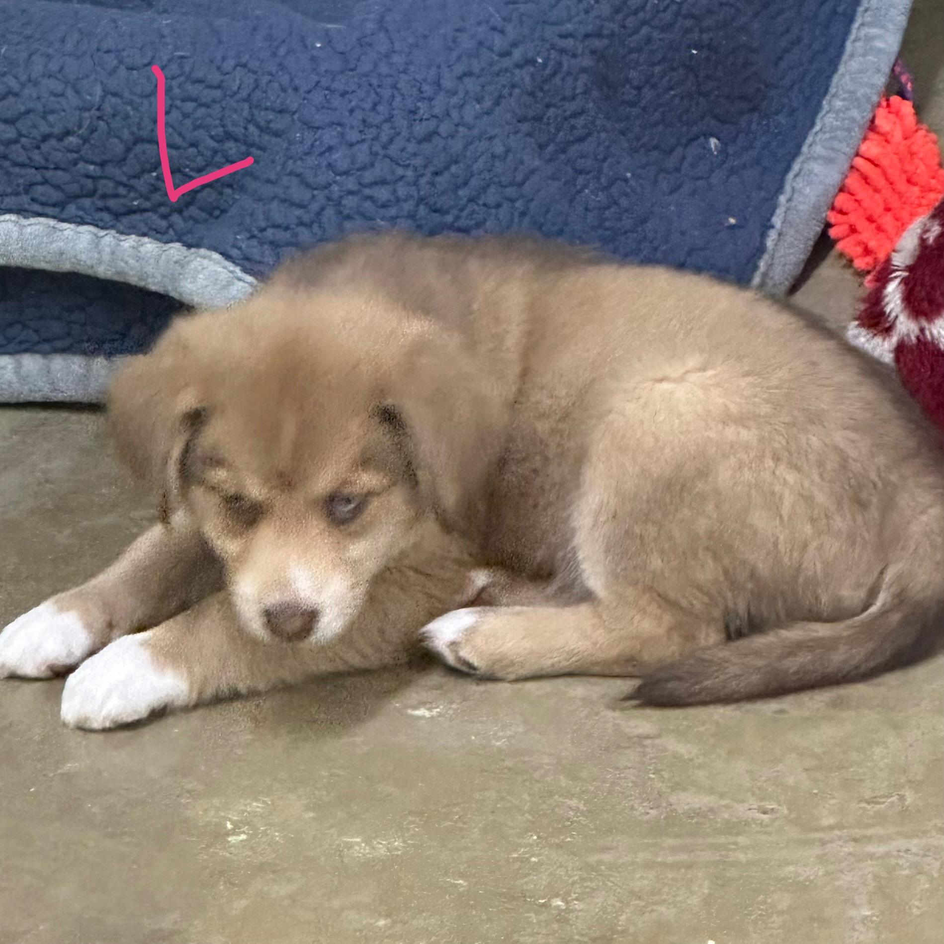 Enlarge Leah, an adopted mixed breed in Trenton, MO image 2/3