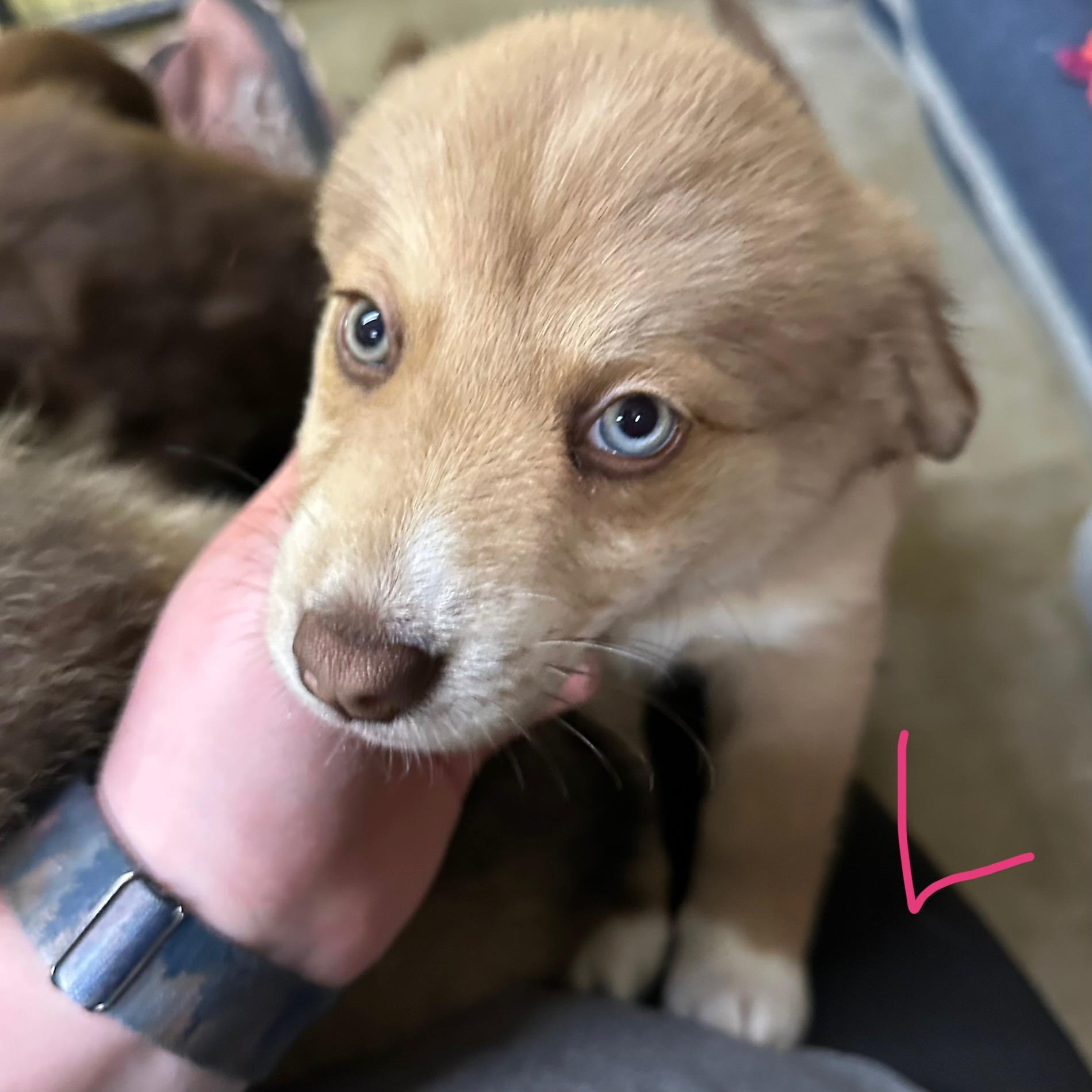 Enlarge Leah, an adopted mixed breed in Trenton, MO image 3/3