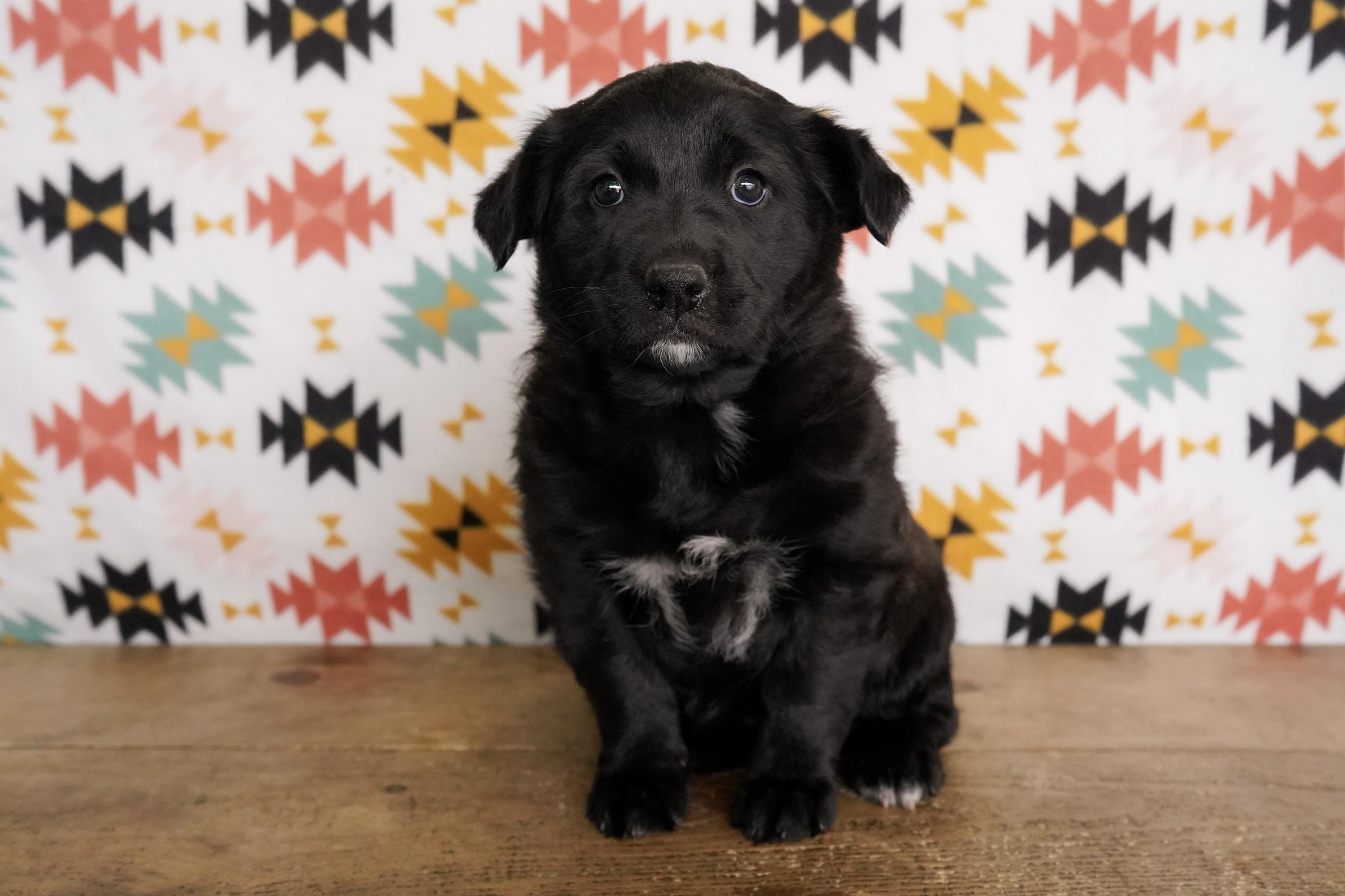Athena, adopted, Puppy Female Great Pyrenees & Anatolian Shepherd.