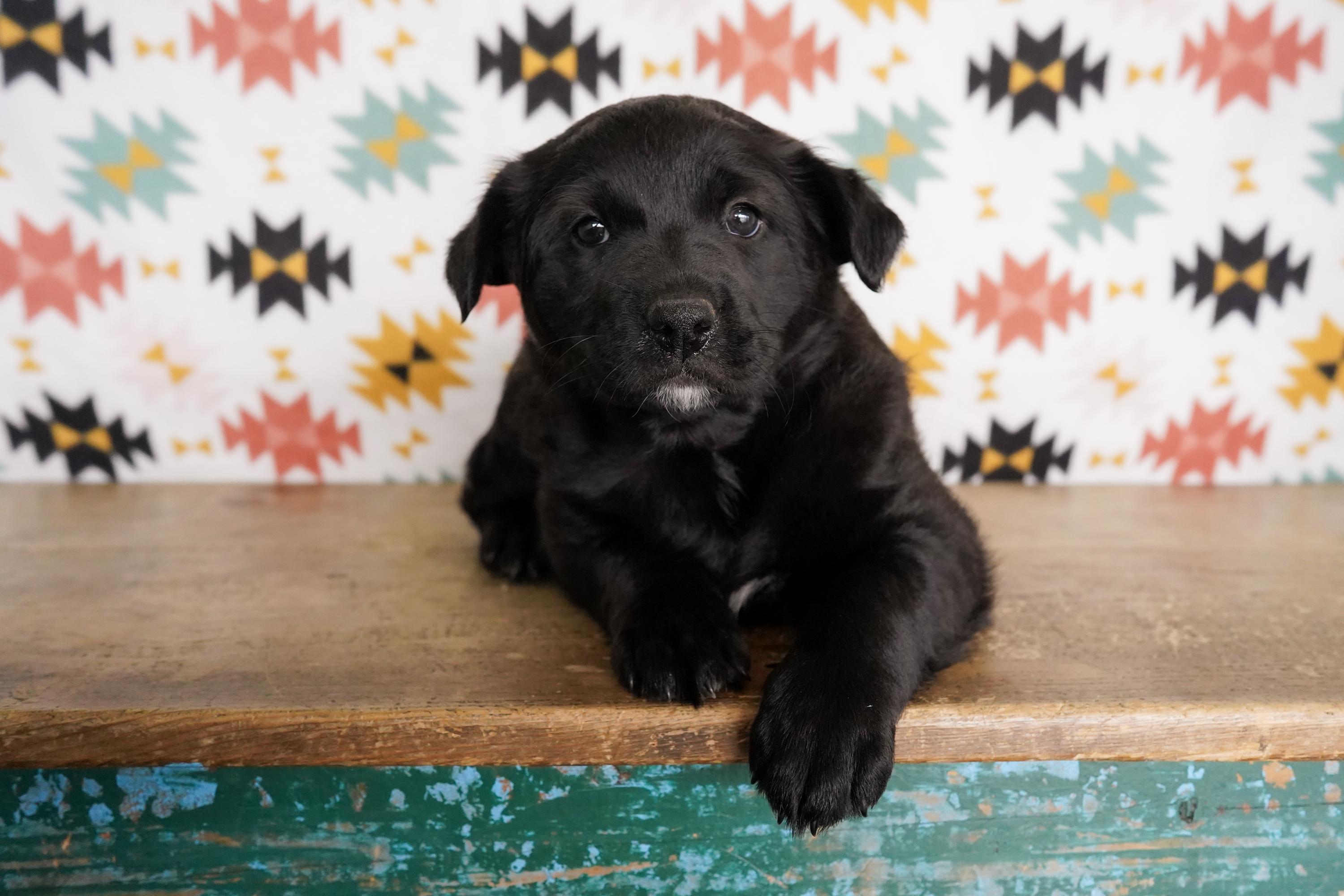 Athena, an adopted mixed breed in San Antonio, TX image 2/3