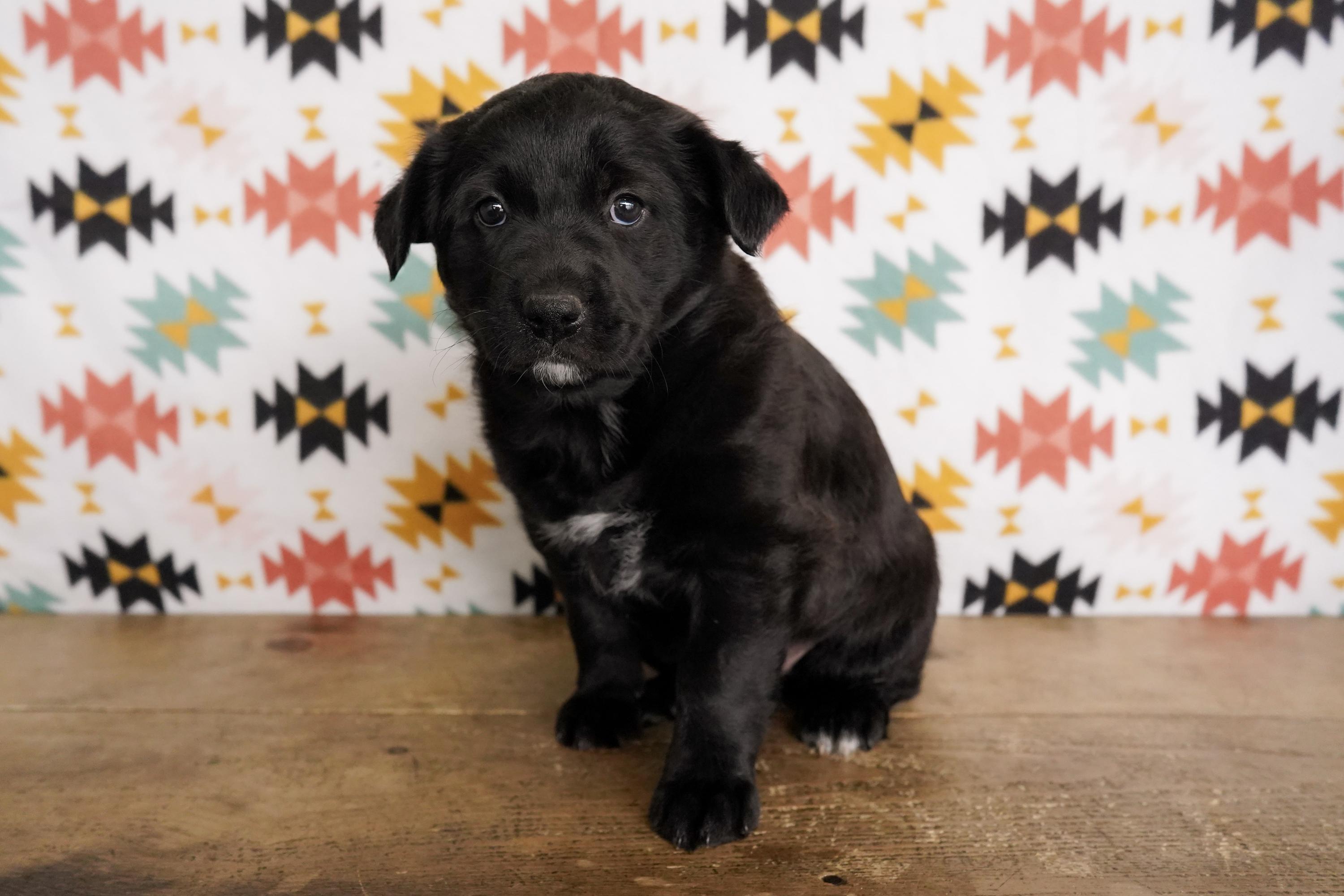 Athena, an adopted mixed breed in San Antonio, TX image 3/3
