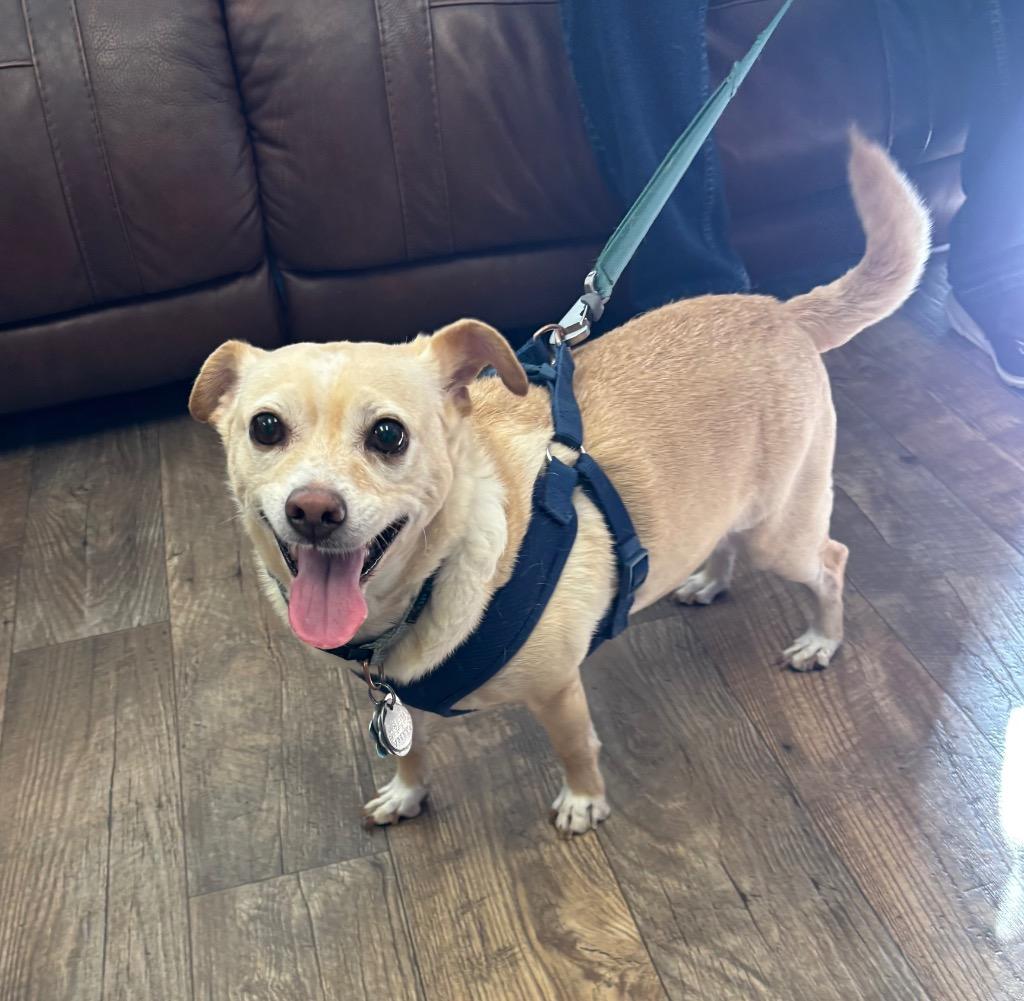 Enlarge 26Alfie, a ADOPTABLE mixed breed in Shingle Springs, CA image 1/5