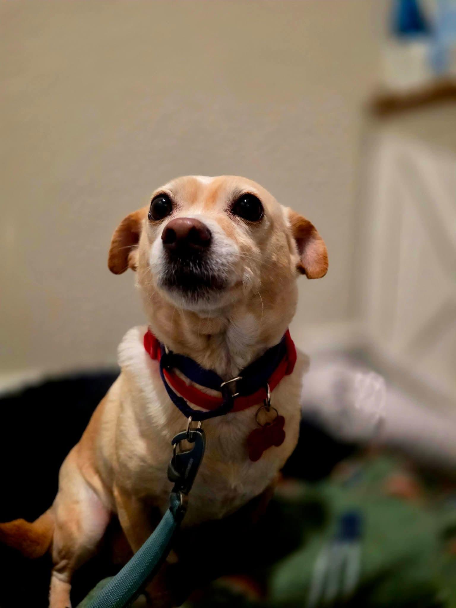 Enlarge 26Alfie, a ADOPTABLE mixed breed in Shingle Springs, CA image 2/5