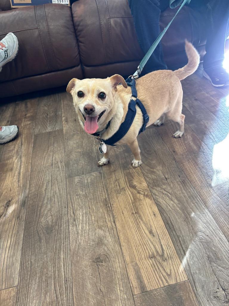 Enlarge 26Alfie, a ADOPTABLE mixed breed in Shingle Springs, CA image 3/5