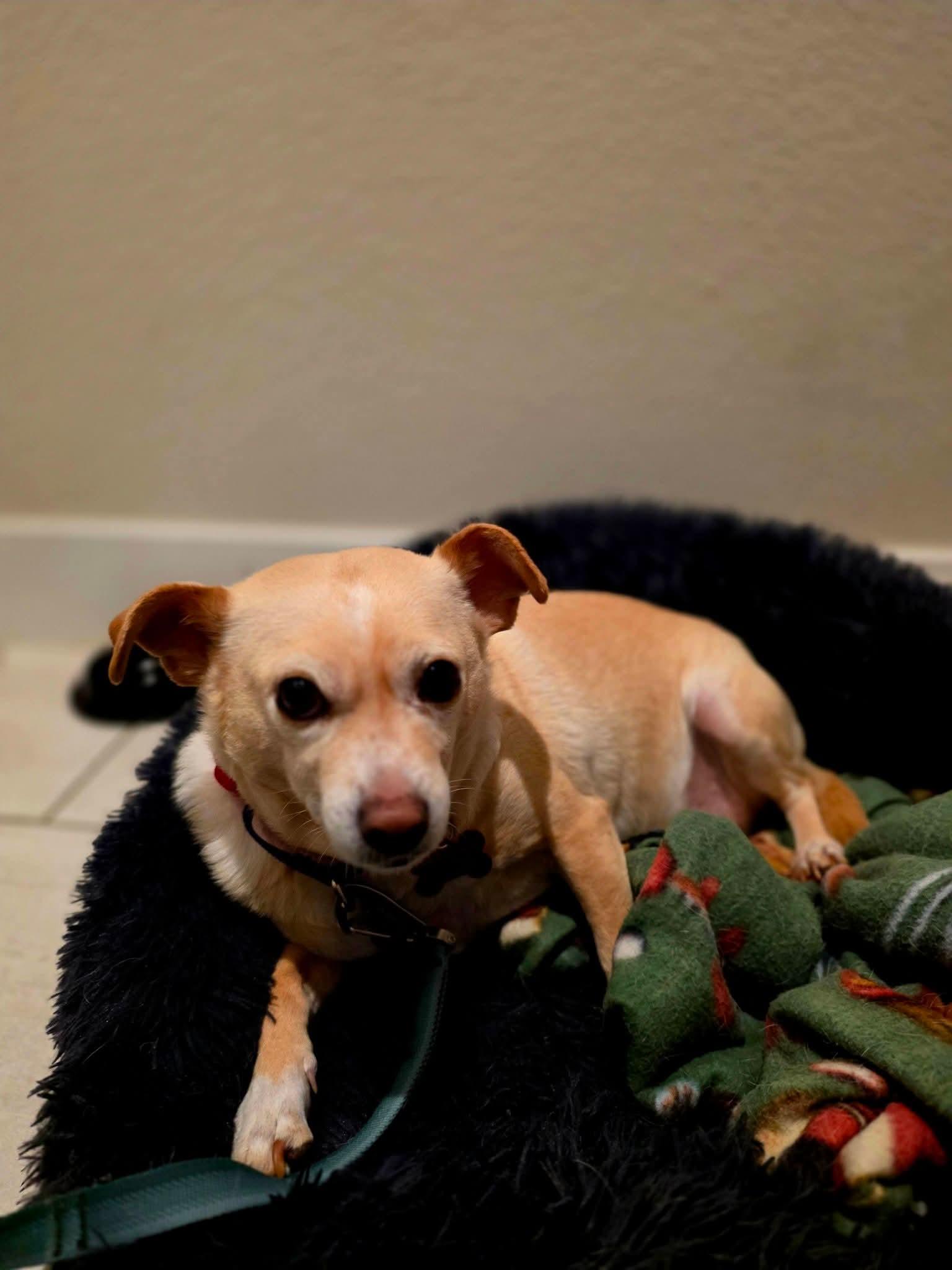 Enlarge 26Alfie, a ADOPTABLE mixed breed in Shingle Springs, CA image 4/5