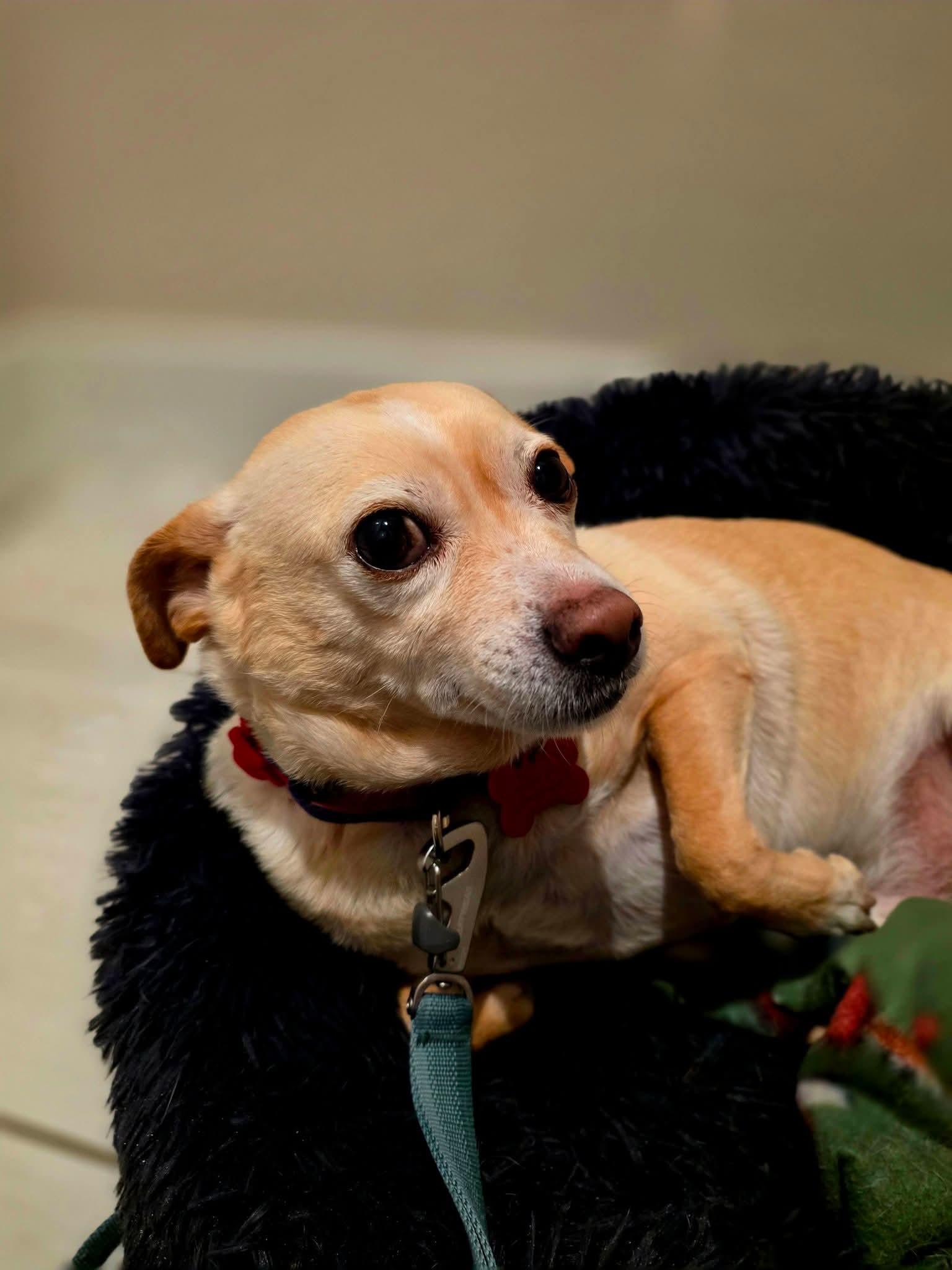 Enlarge 26Alfie, a ADOPTABLE mixed breed in Shingle Springs, CA image 5/5