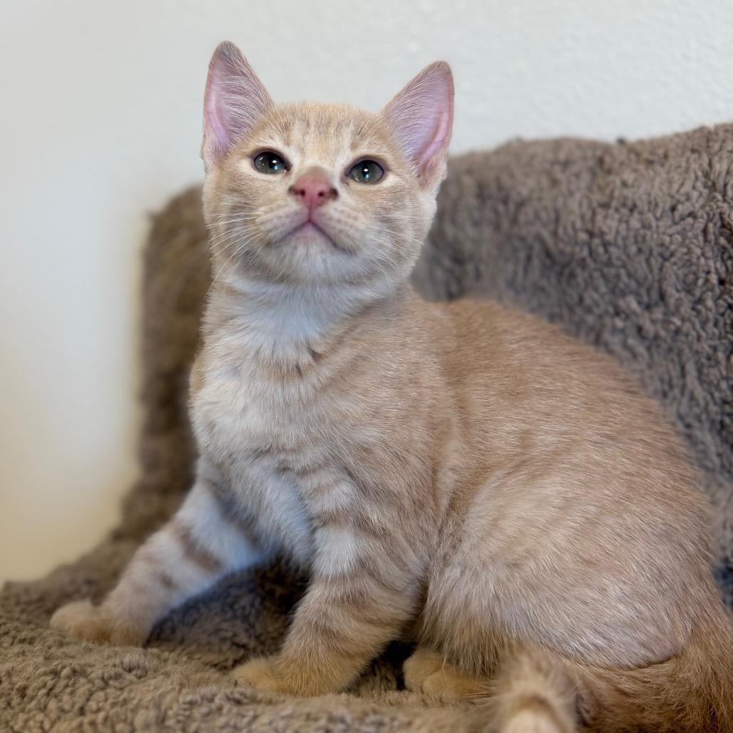 Enlarge Morticia, a Adoptable Domestic Short Hair in Cody, WY image 1/2
