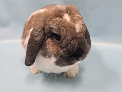 Charlie, Adoptable, Adult Male Holland Lop & Bunny Rabbit.