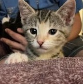 Maple, a Adoptable Domestic Short Hair in Lake Orion, MI image 3/5