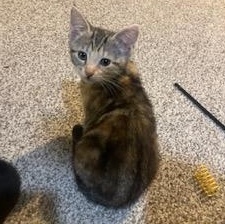 Maple, Adoptable, Kitten Female Domestic Short Hair.