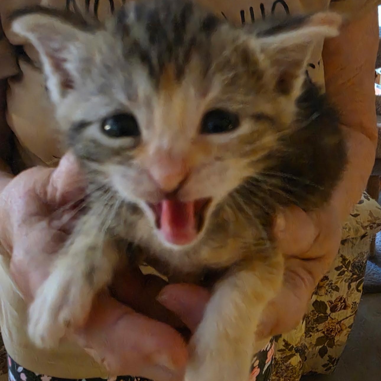 Maple, a Adoptable Domestic Short Hair in Lake Orion, MI image 4/5