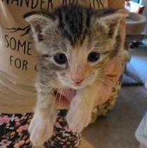 Maple, a Adoptable Domestic Short Hair in Lake Orion, MI image 2/5