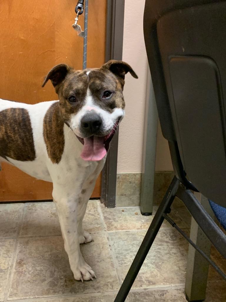 Stray Pittie, Adoptable, Adult Male Mixed Breed.