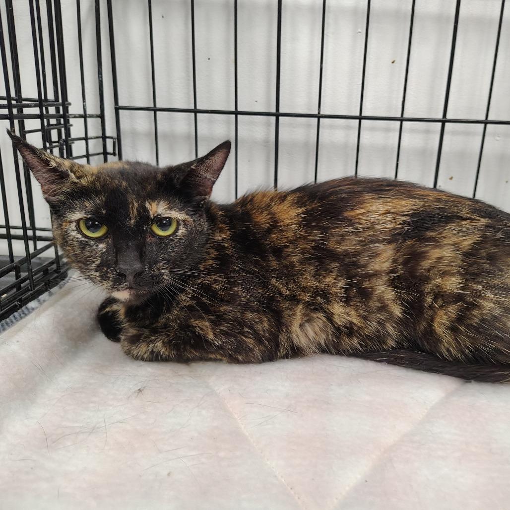Speckles, Adoptable, Young Female Domestic Short Hair.