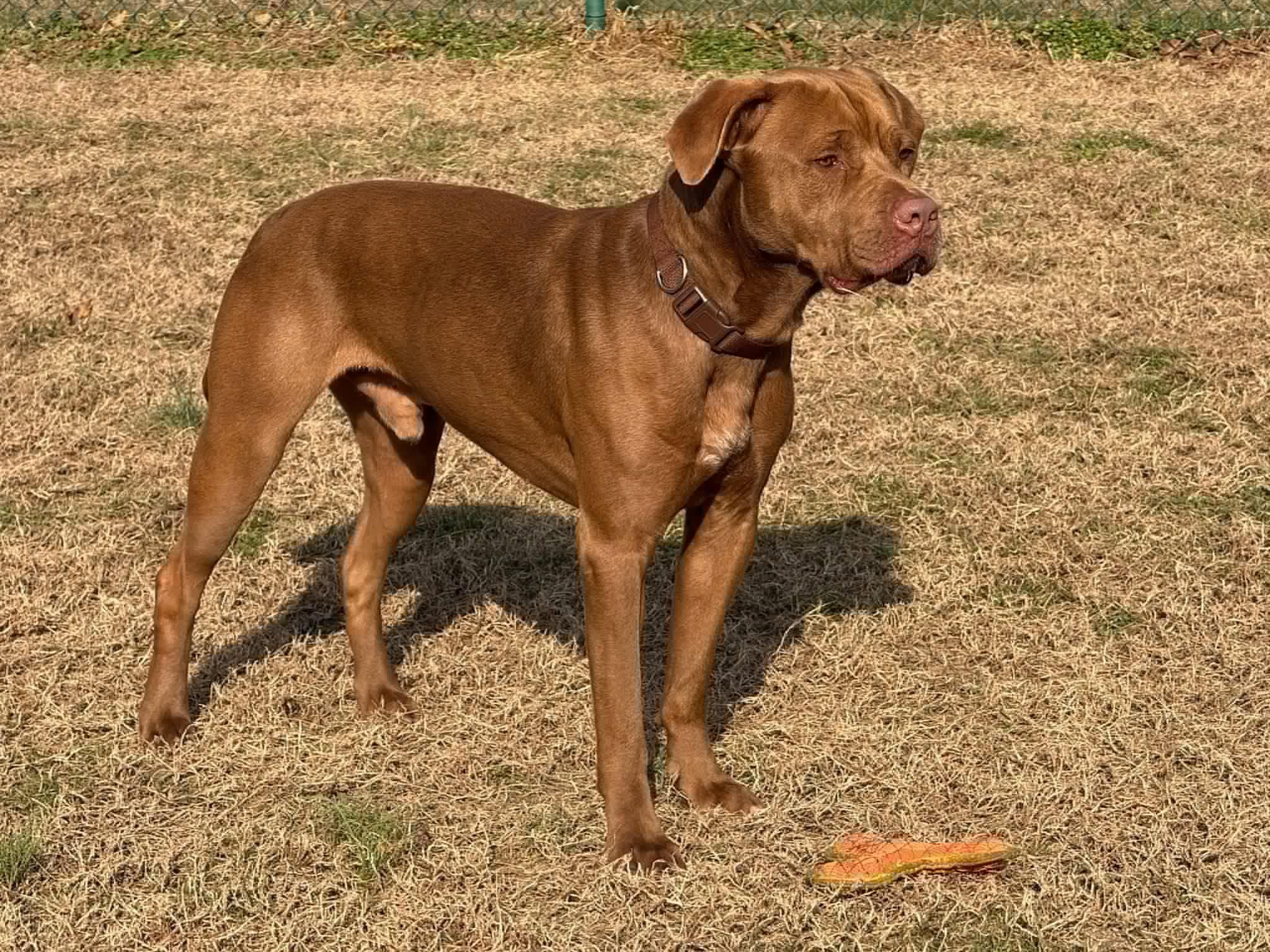 Enlarge Bruno, a Adoptable mixed breed in Saluda, VA image 6/6