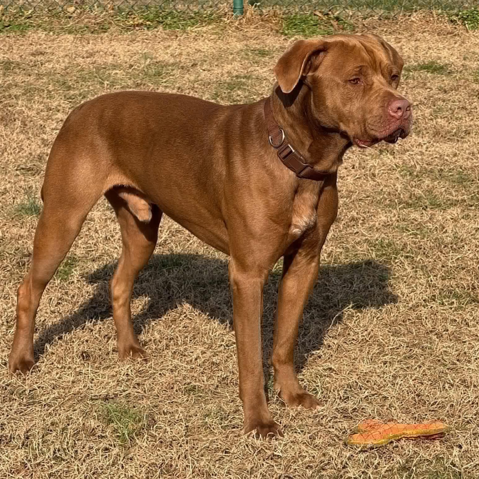 Enlarge Bruno, a Adoptable mixed breed in Saluda, VA image 6/6