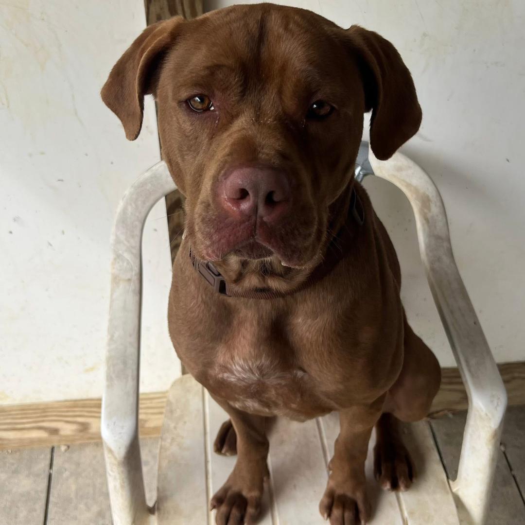 Enlarge Bruno, a Adoptable mixed breed in Saluda, VA image 1/6