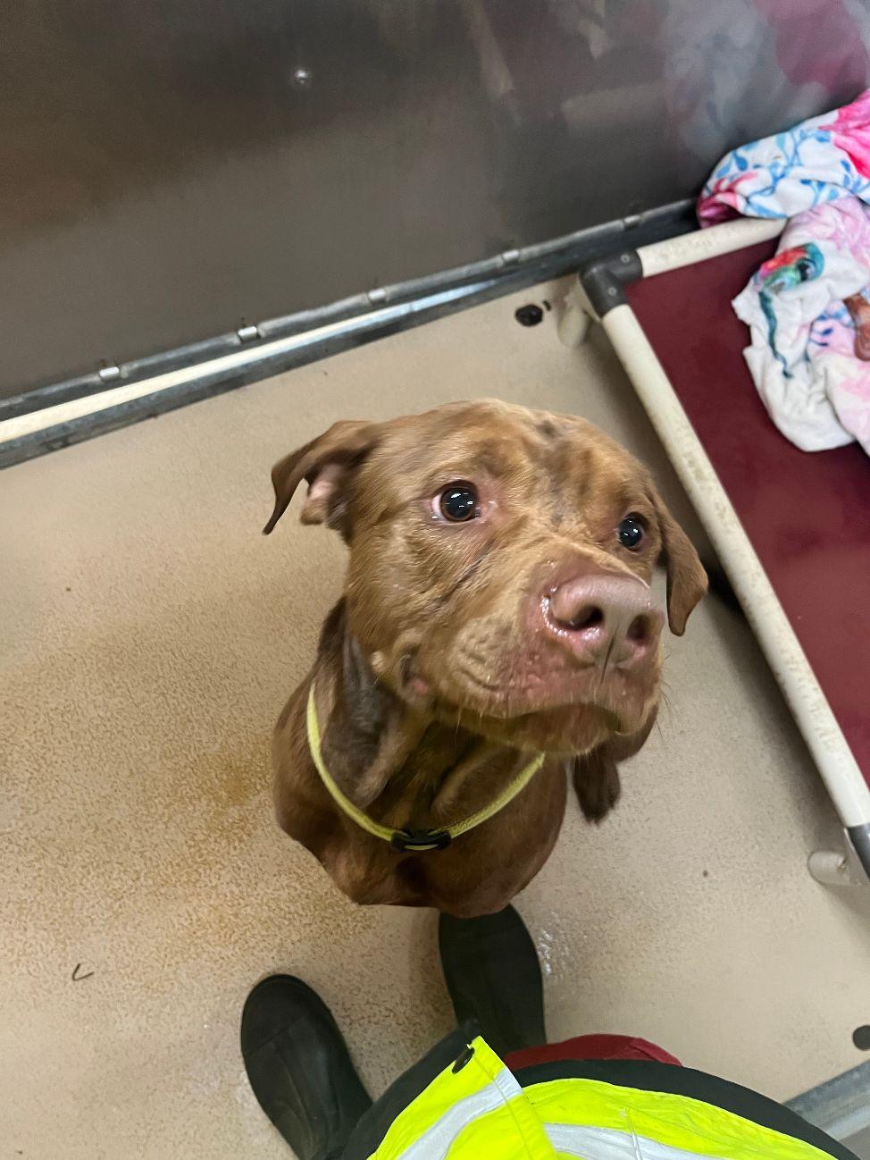 Bruno, a Adoptable mixed breed in Saluda, VA image 4/6