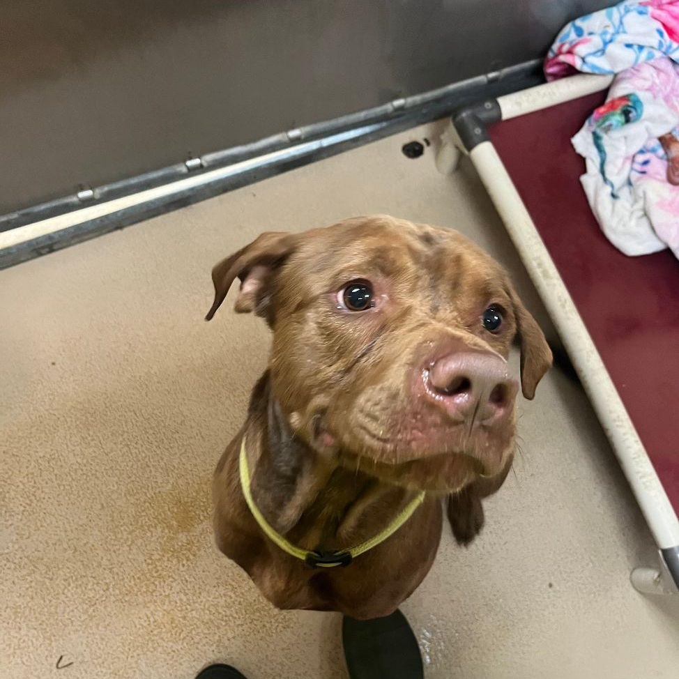 Enlarge Bruno, a Adoptable mixed breed in Saluda, VA image 4/6