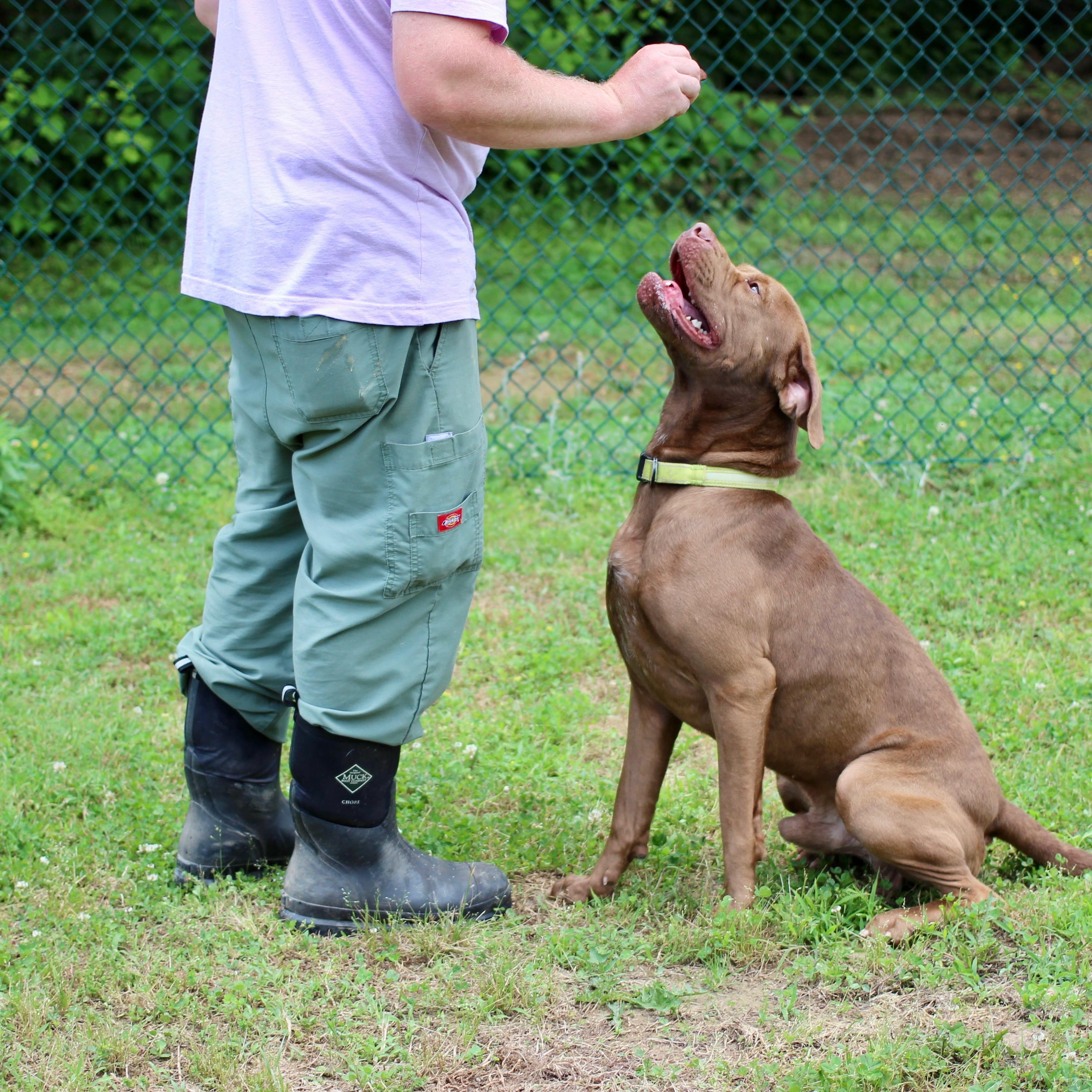 Enlarge Bruno, a Adoptable mixed breed in Saluda, VA image 5/6