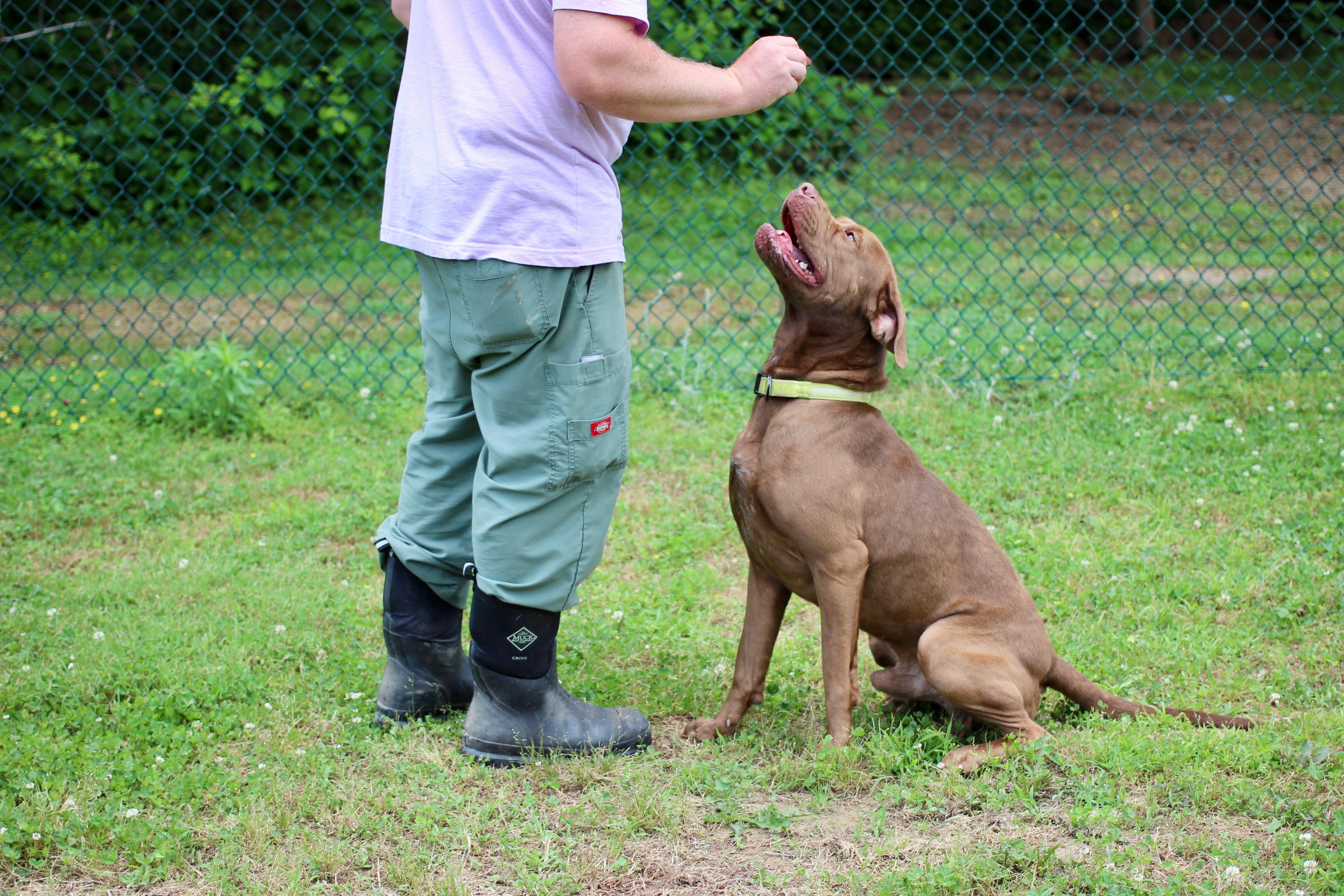 Bruno, a Adoptable mixed breed in Saluda, VA image 5/6