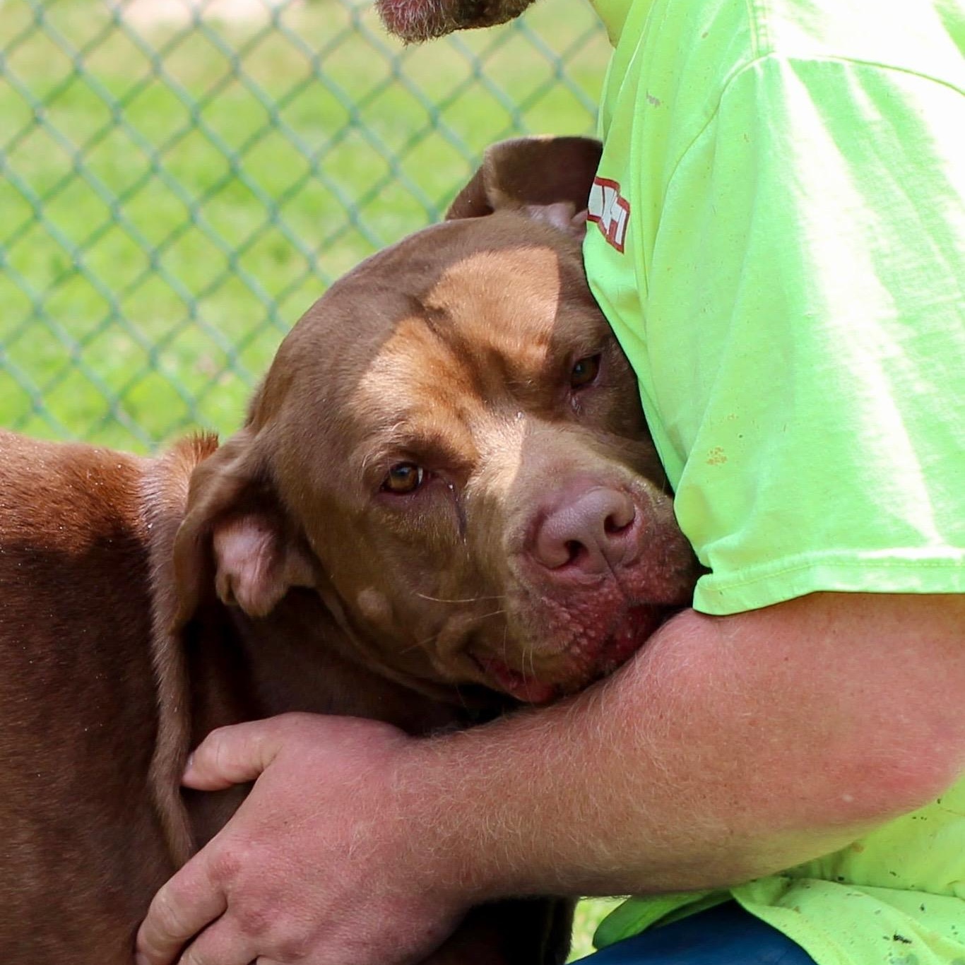 Enlarge Bruno, a Adoptable mixed breed in Saluda, VA image 3/6