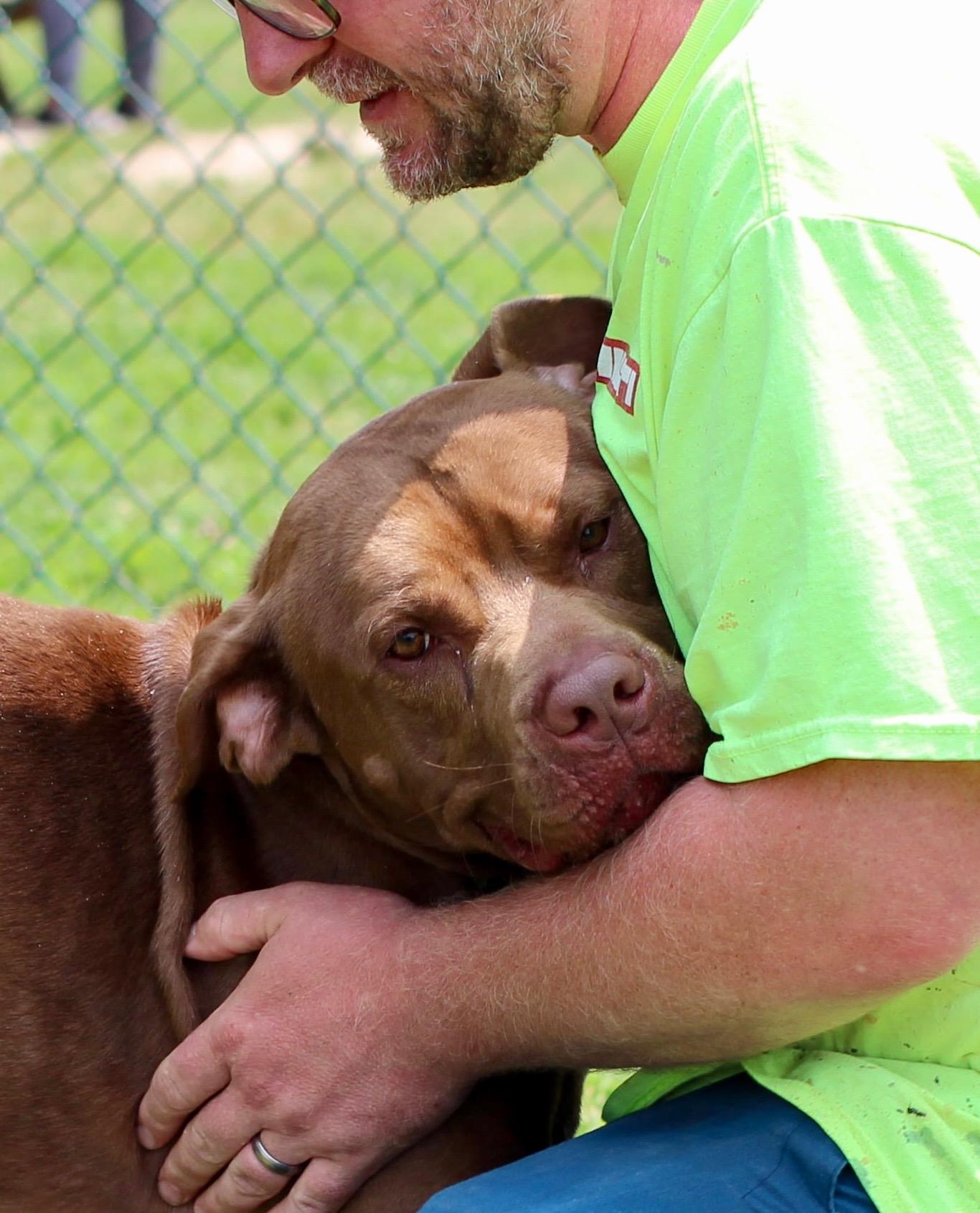 Bruno, a Adoptable mixed breed in Saluda, VA image 2/6