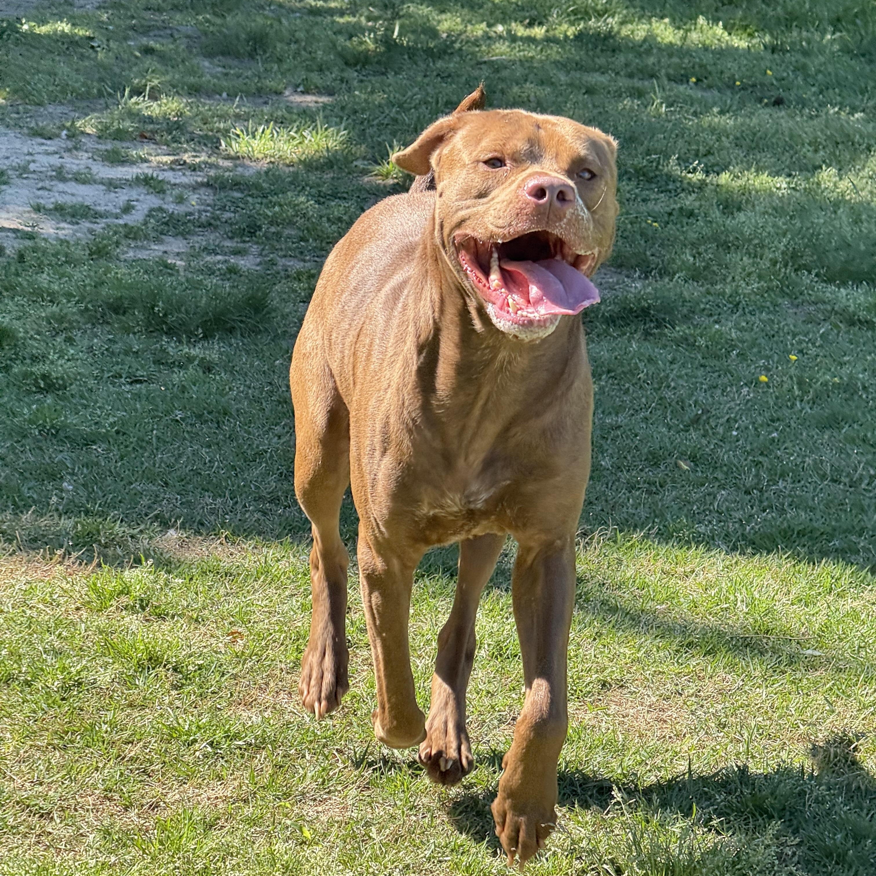 Bruno, Adoptable, Young Male Labrador Retriever & Hound.