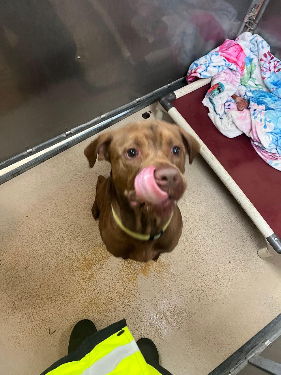 Bruno, a Adoptable mixed breed in Saluda, VA image 1/6