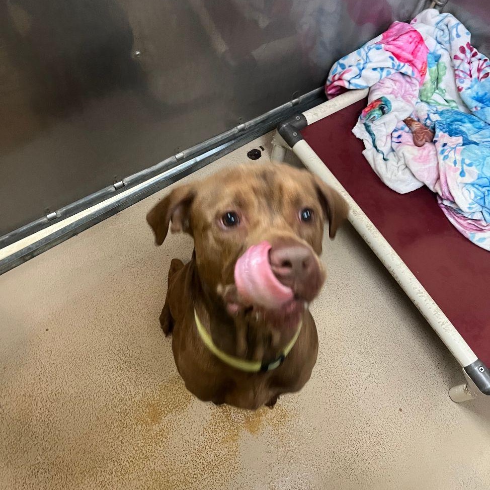 Enlarge Bruno, a Adoptable mixed breed in Saluda, VA image 2/6