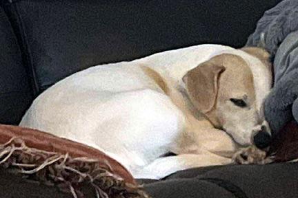 Enlarge MOJO, a Adopted mixed breed in Mays Landing, NJ image 1/3