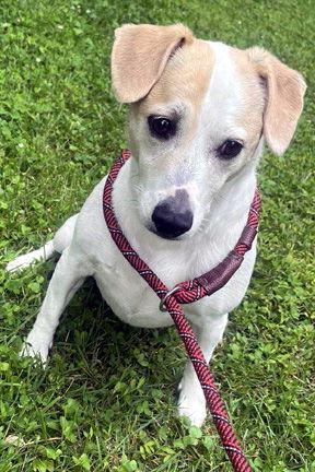 Enlarge MOJO, a Adopted mixed breed in Mays Landing, NJ image 2/3