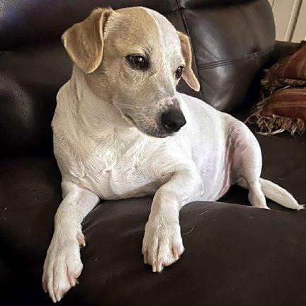 Enlarge MOJO, a Adopted mixed breed in Mays Landing, NJ image 3/3