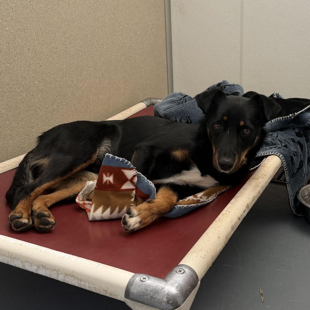 Enlarge Tyco, a Adoptable mixed breed in Rifle, CO image 1/2